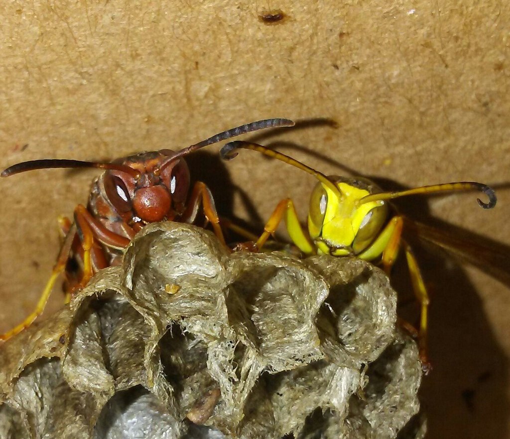 Polistes metricus