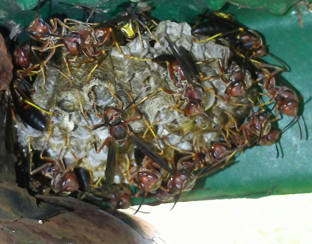 Polistes metricus