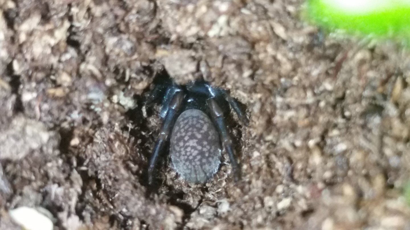 Polkadot Trapdoor sling (Stanwellia sp.)