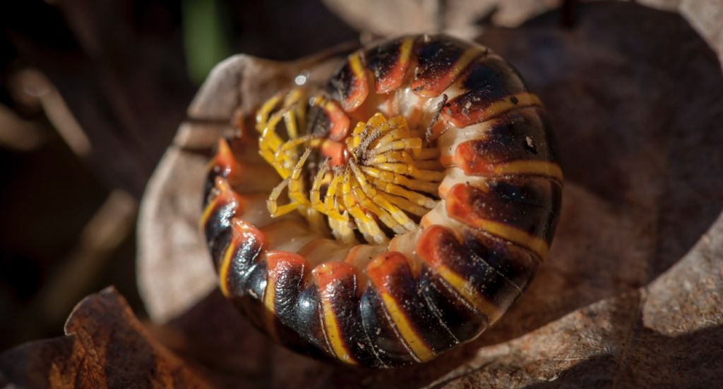 Polydesmid millipede curled up