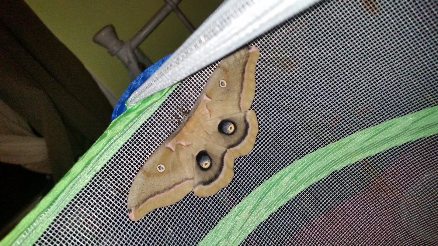 Polyphemus Moth