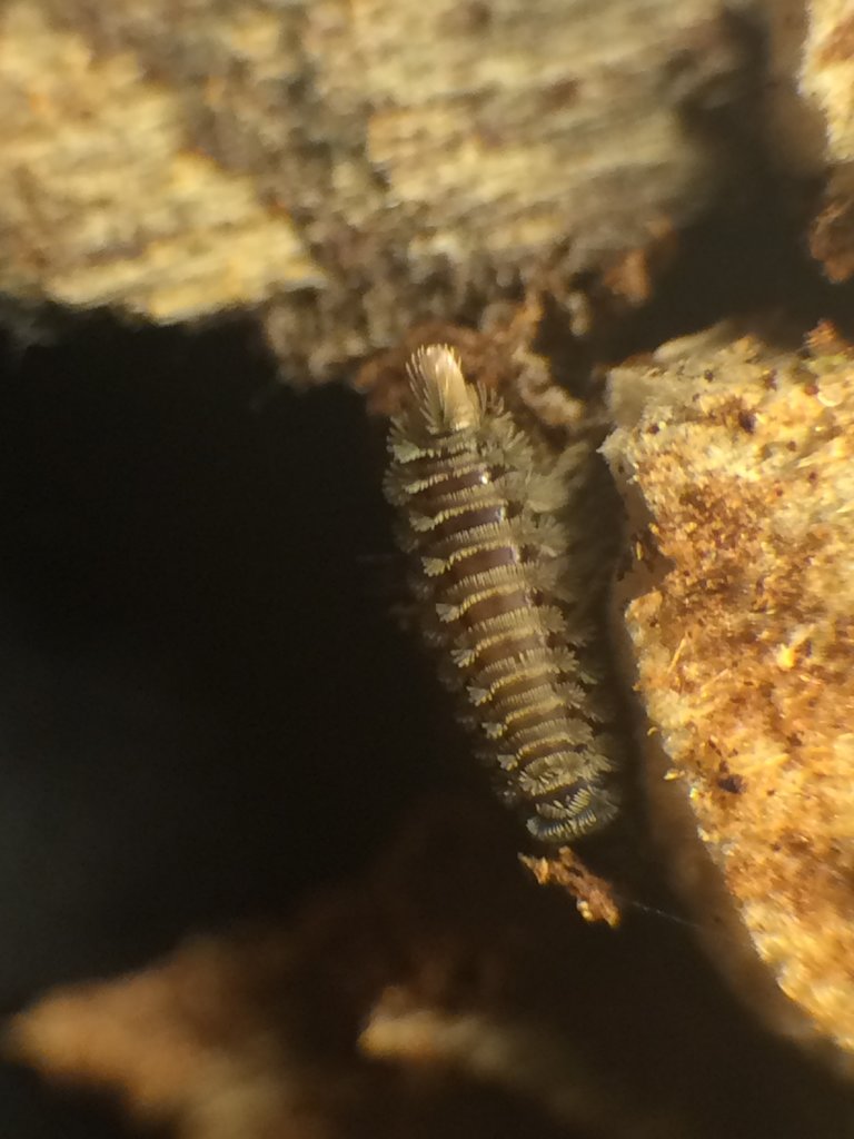 Polyxenus millipede