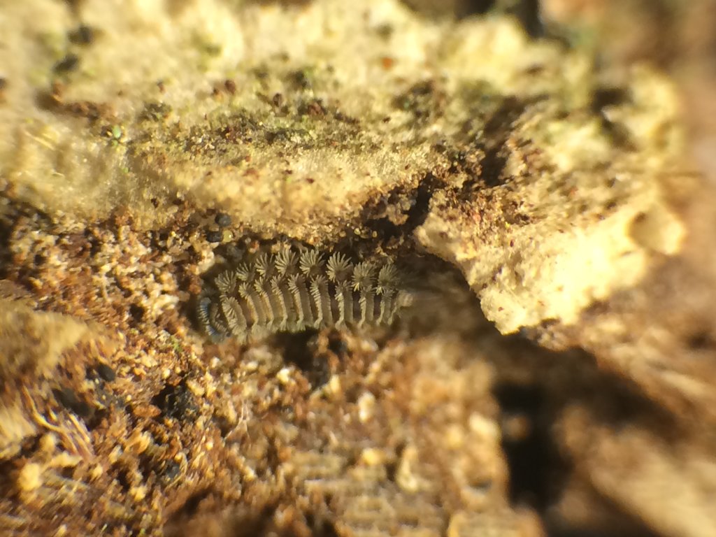 Polyxenus millipede