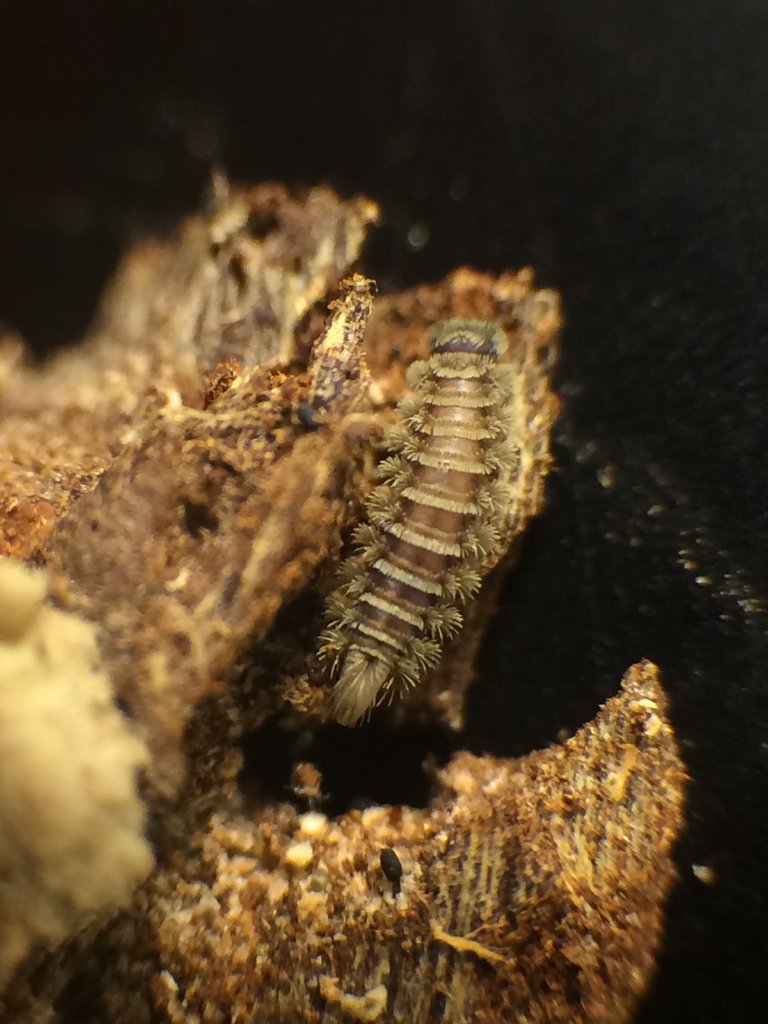 Polyxenus millipede