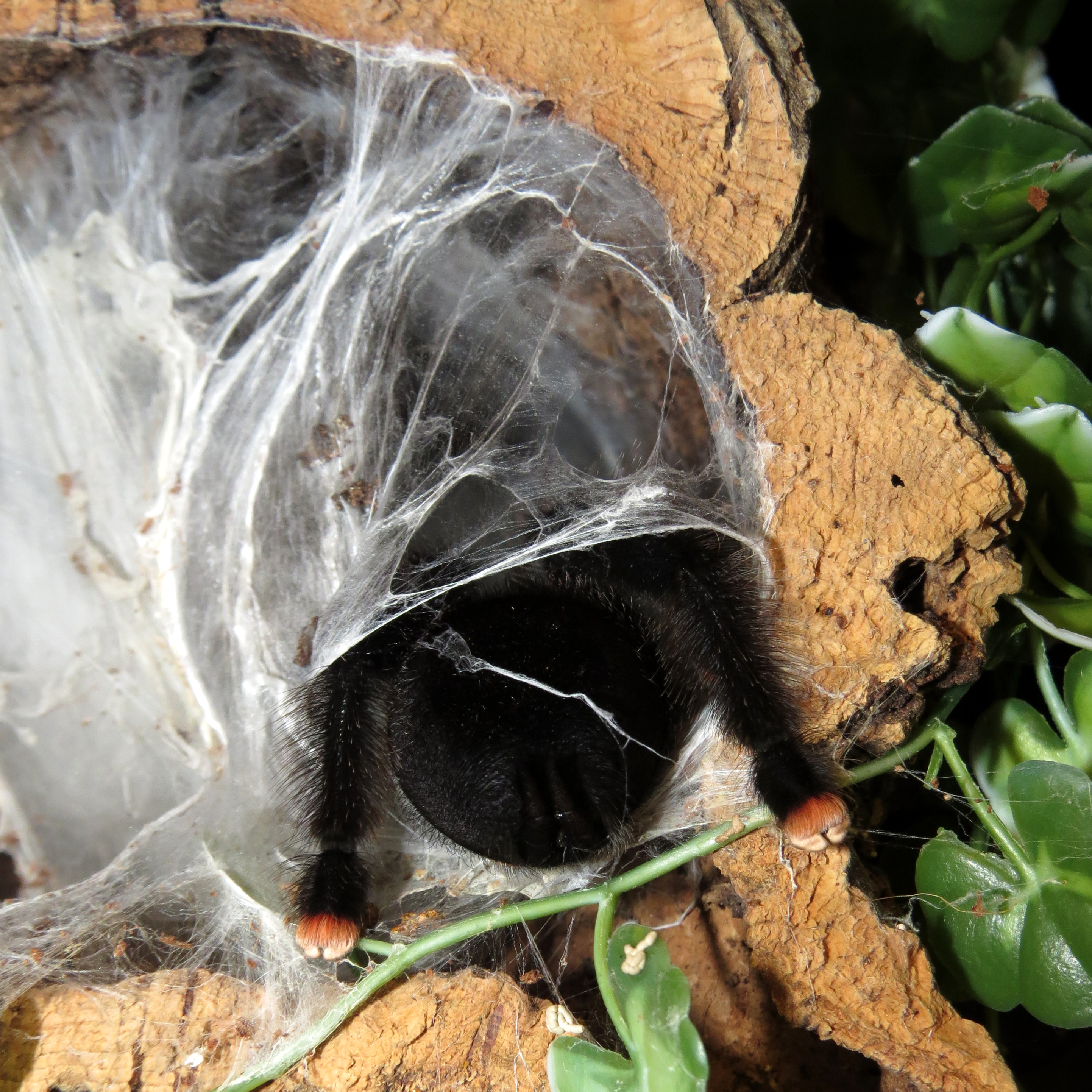 Poop Cannon (♀ Avicularia avicularia 5")