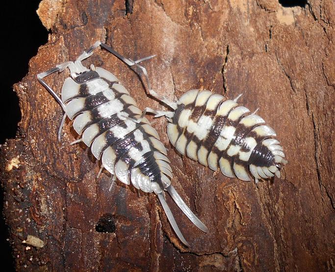 Porcellio expansus adult male and female