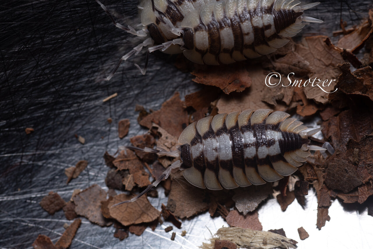 Porcellio expansus!!