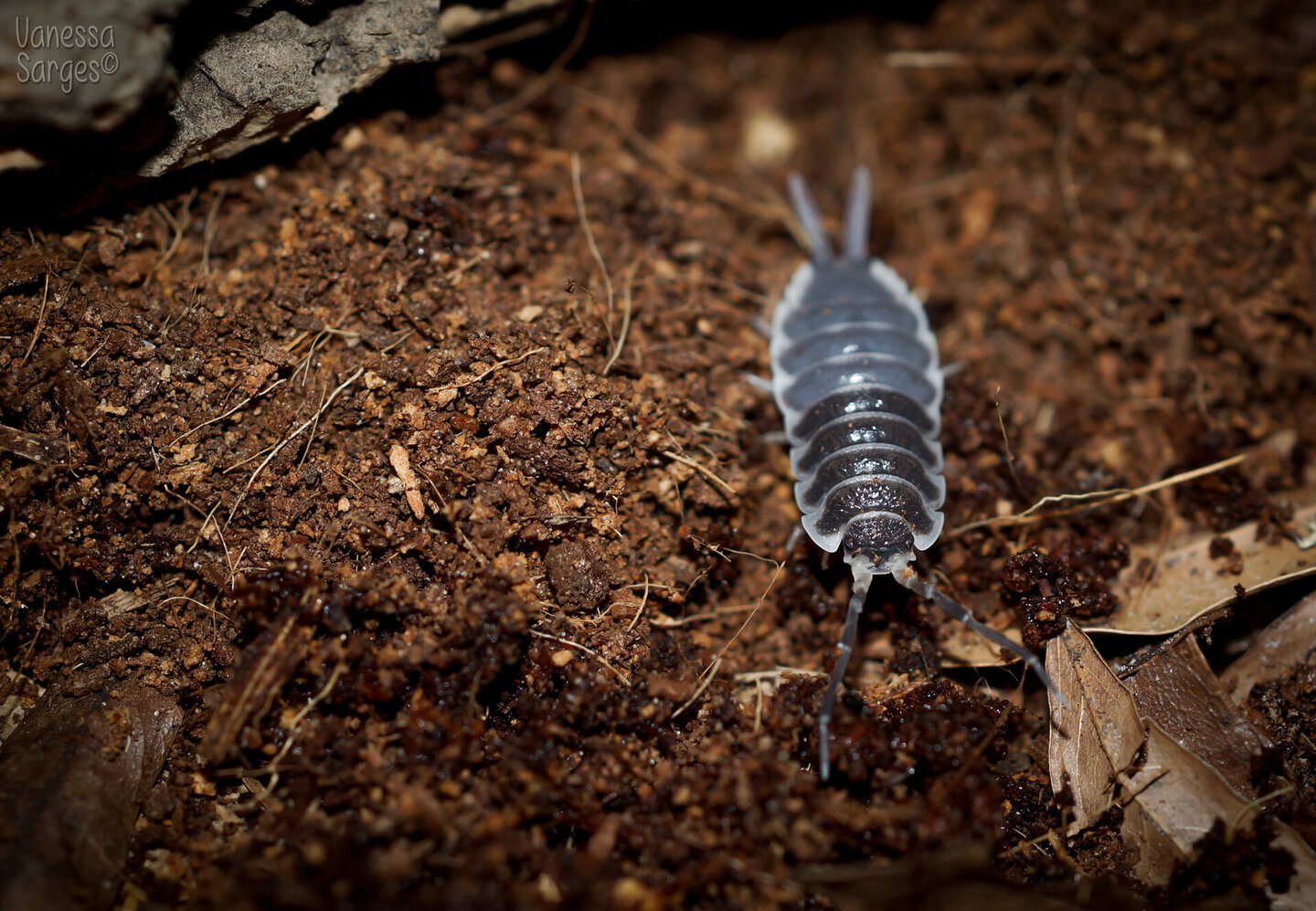 Porcellio hoffmannseggi Sub-Adult Male