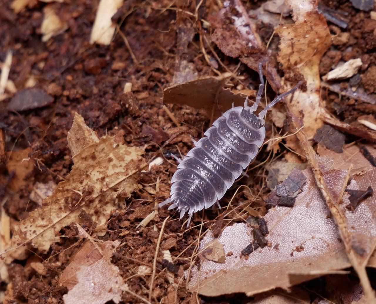 Porcellio hoffmannseggii