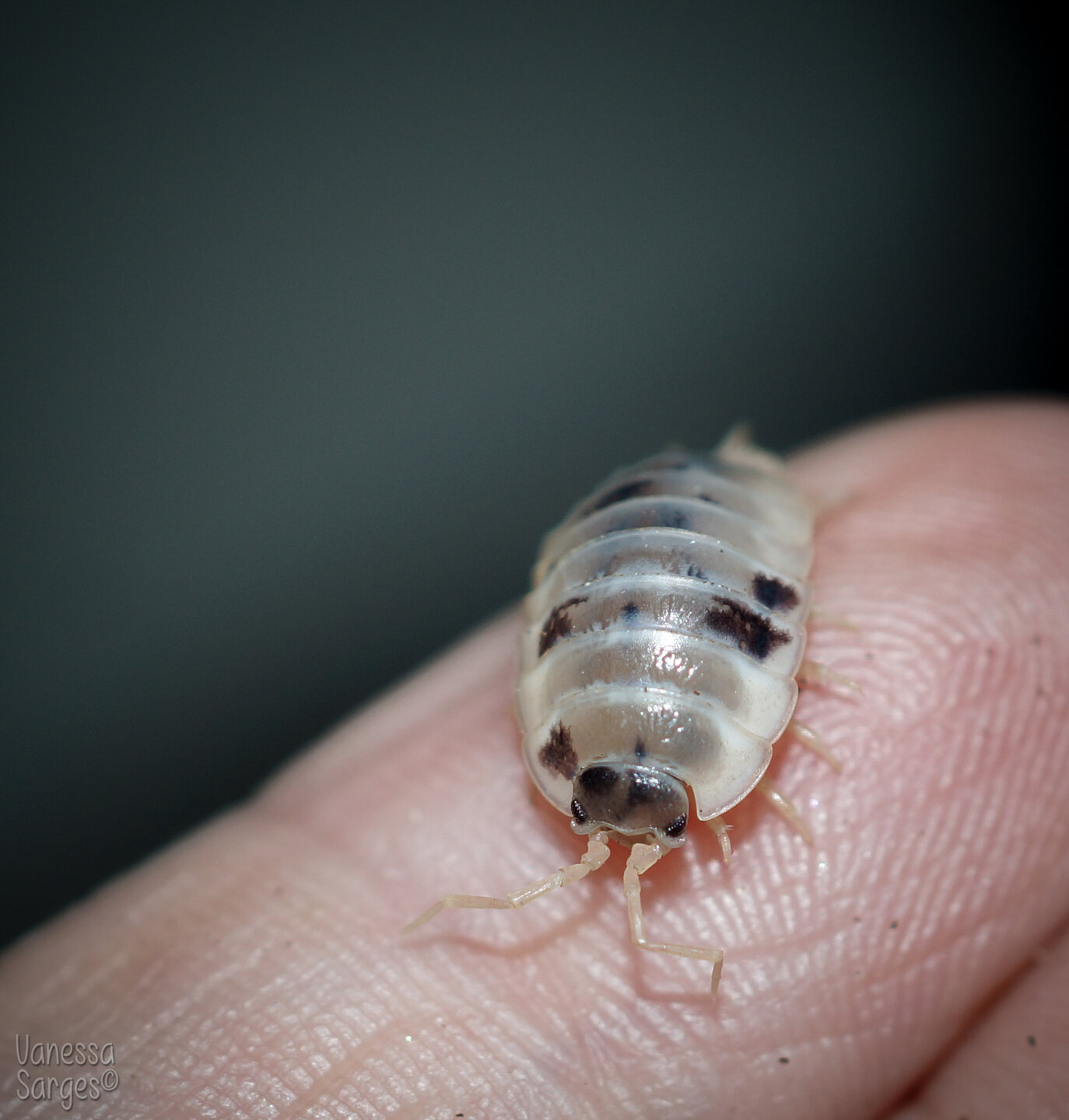 Porcellio laevis "Dairy Cow"