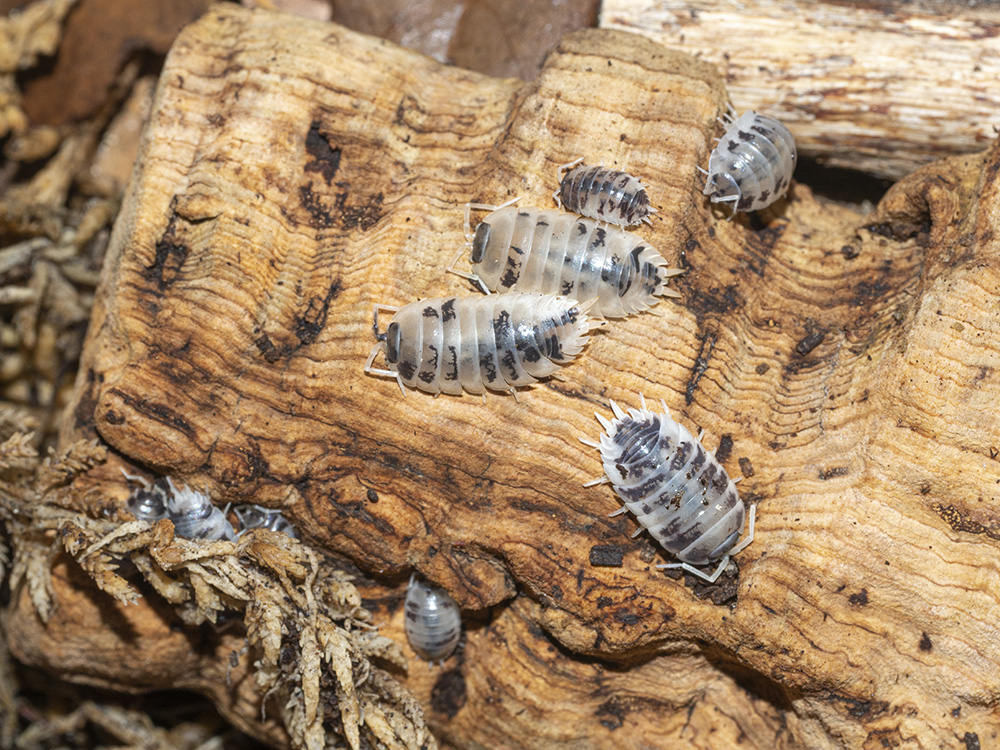 Porcellio laevis Dairy Cows