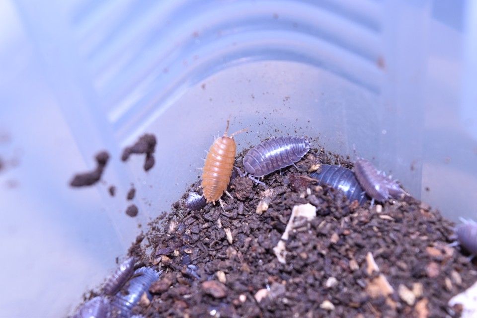 porcellio laevis