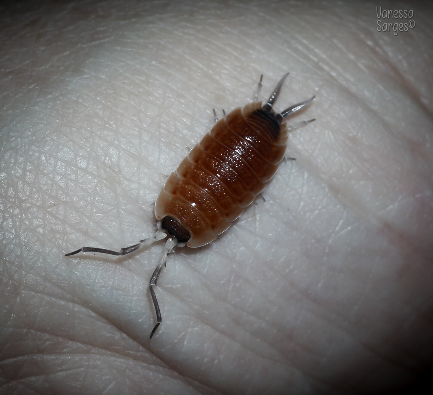 Porcellio silvestri 'Catolina' Male