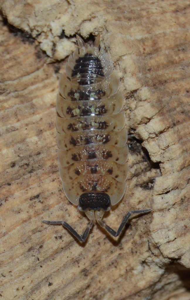 Porcellio spinicornis"White"