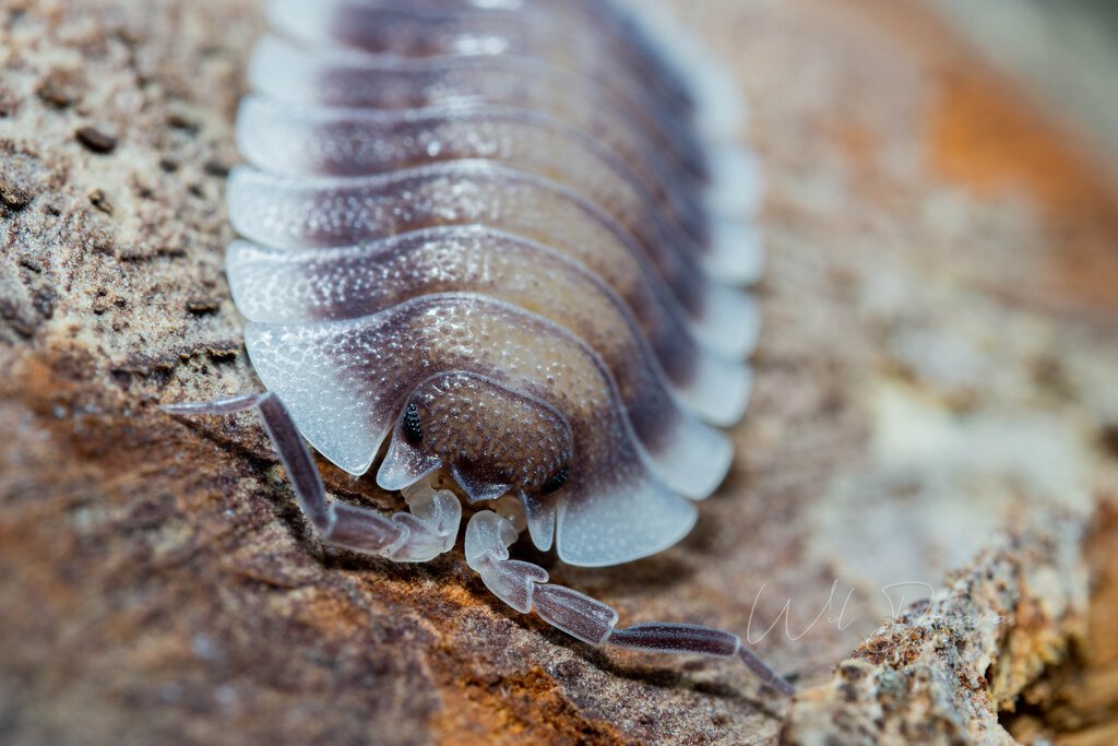 Porcellio werneri