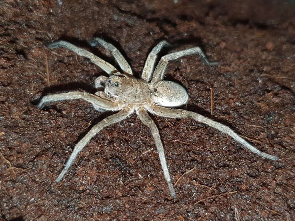 Portacosa (Lycosidae)