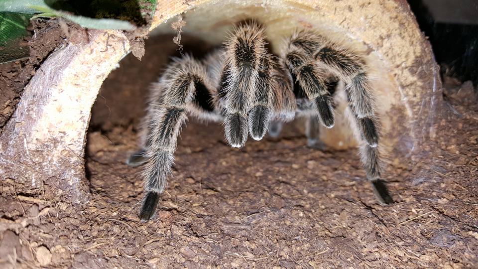 Porteri in her hide