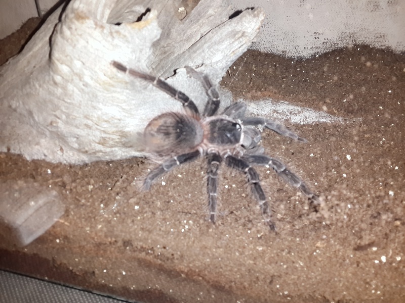 Posible Salmon Pink (Lasiodora parahybana)