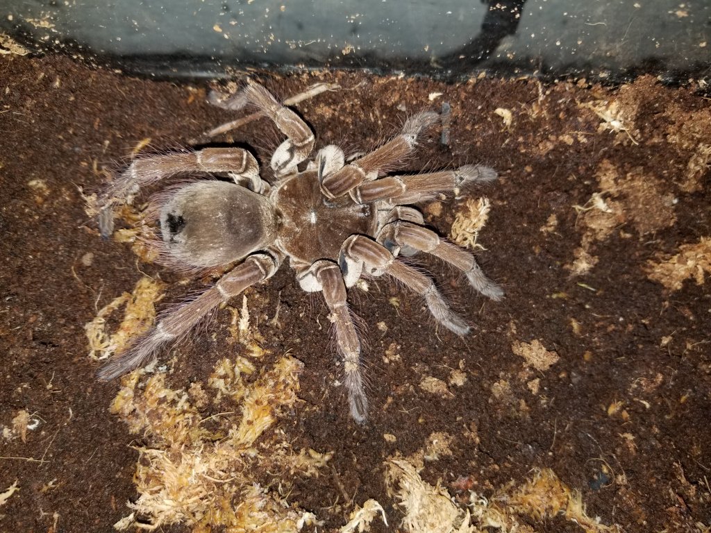 Possible molt soon?