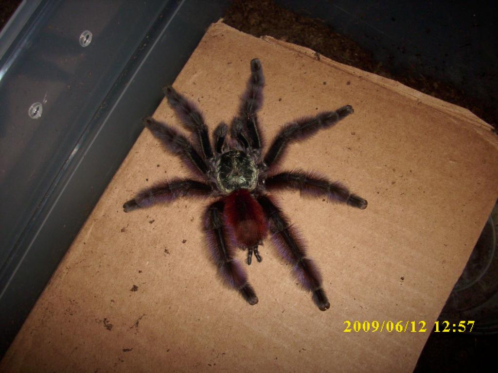 Possibly Male Versicolor