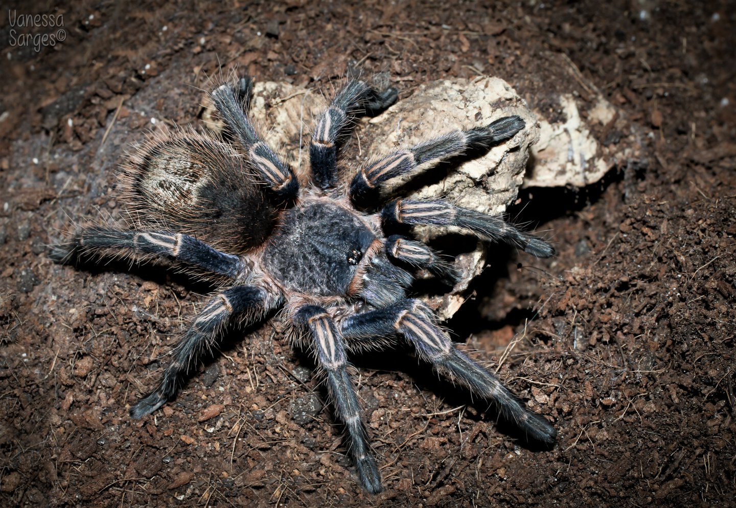 Possibly Thrixopelma lagunas - Juvenile Female - ~3"