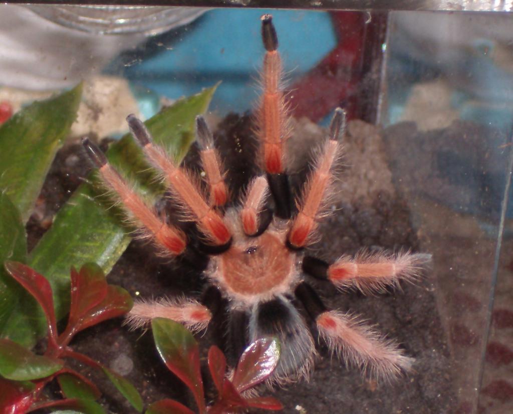 Post-Molt B. Boehmei