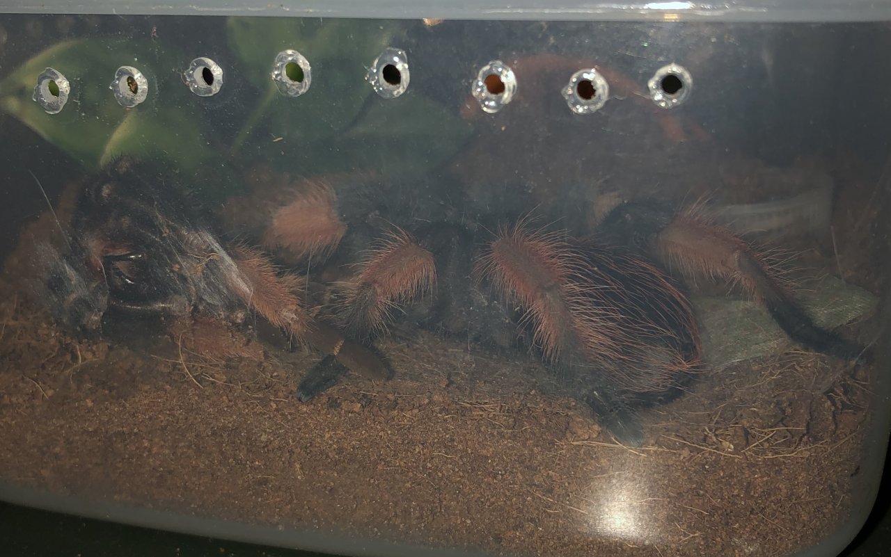 Post-molt Brachypelma emilia