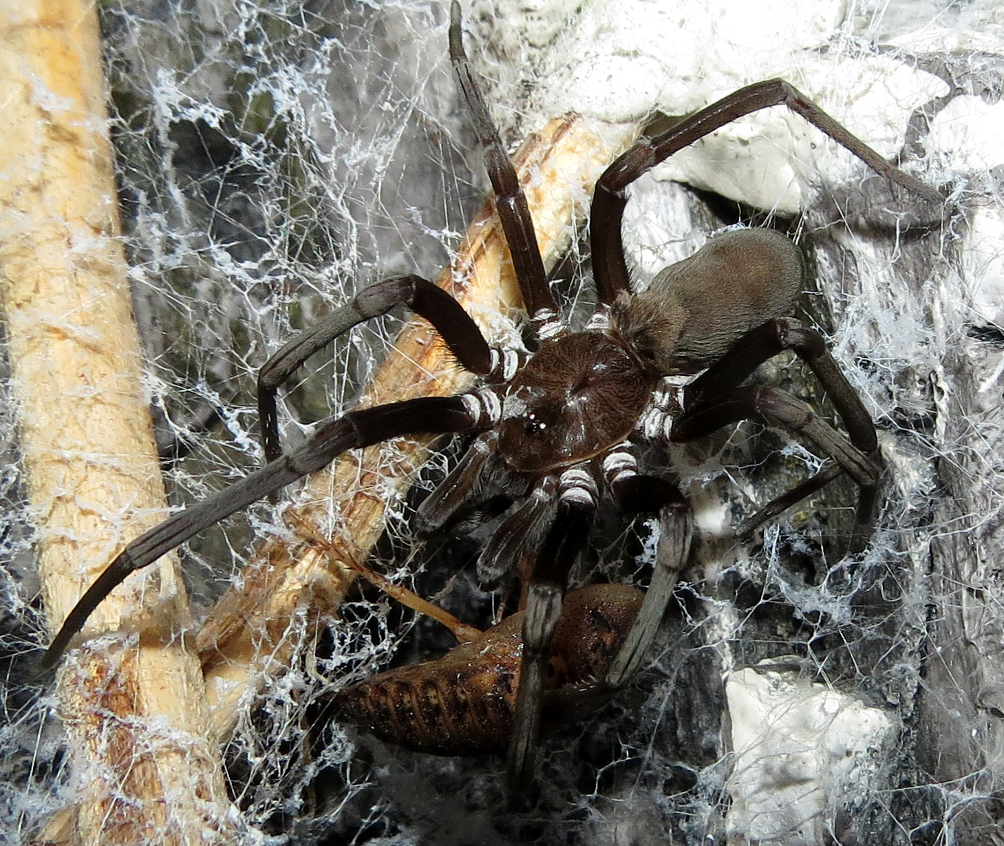 Post-molt Feed (♀ Kukulcania hibernalis)