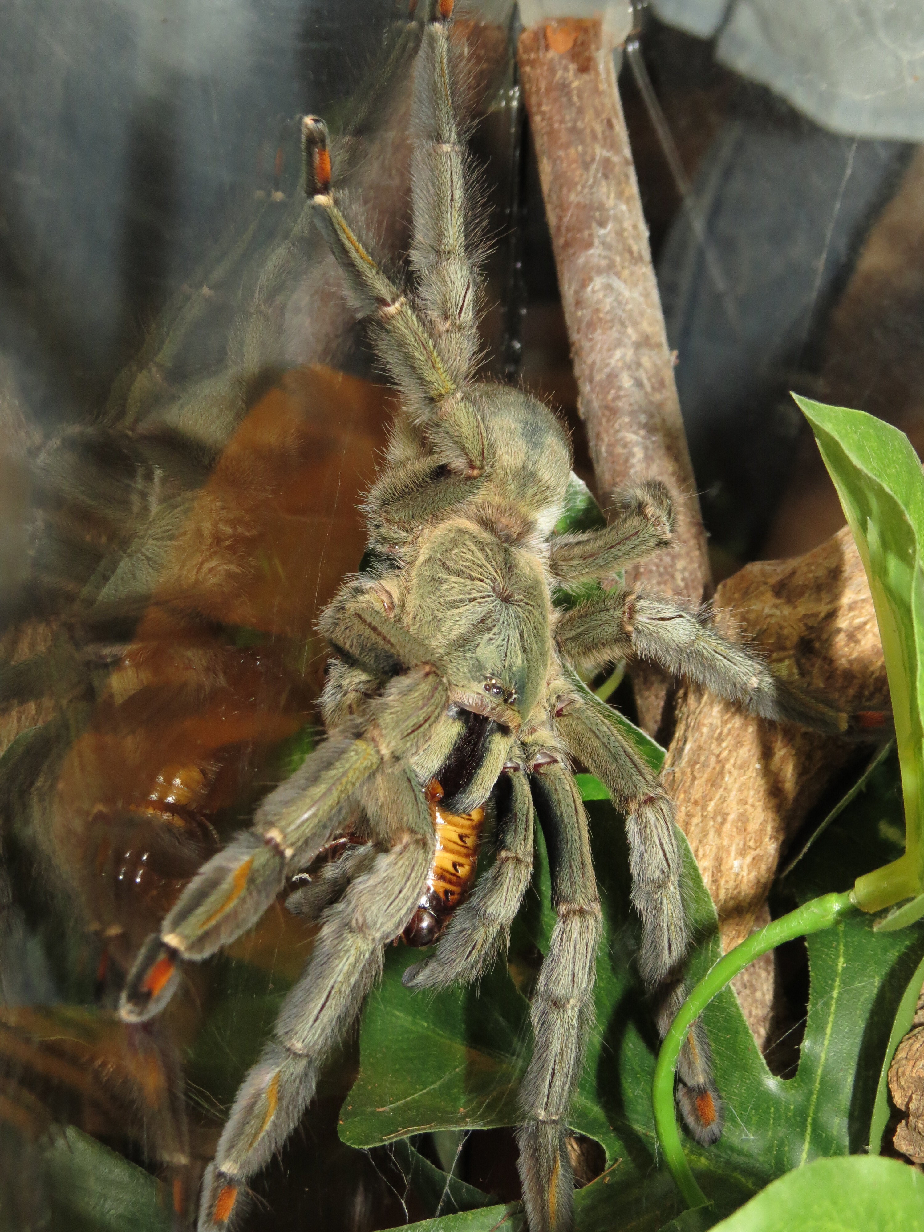 Post-Molt Feeding (♀ Psalmopoeus cambridgei 6")