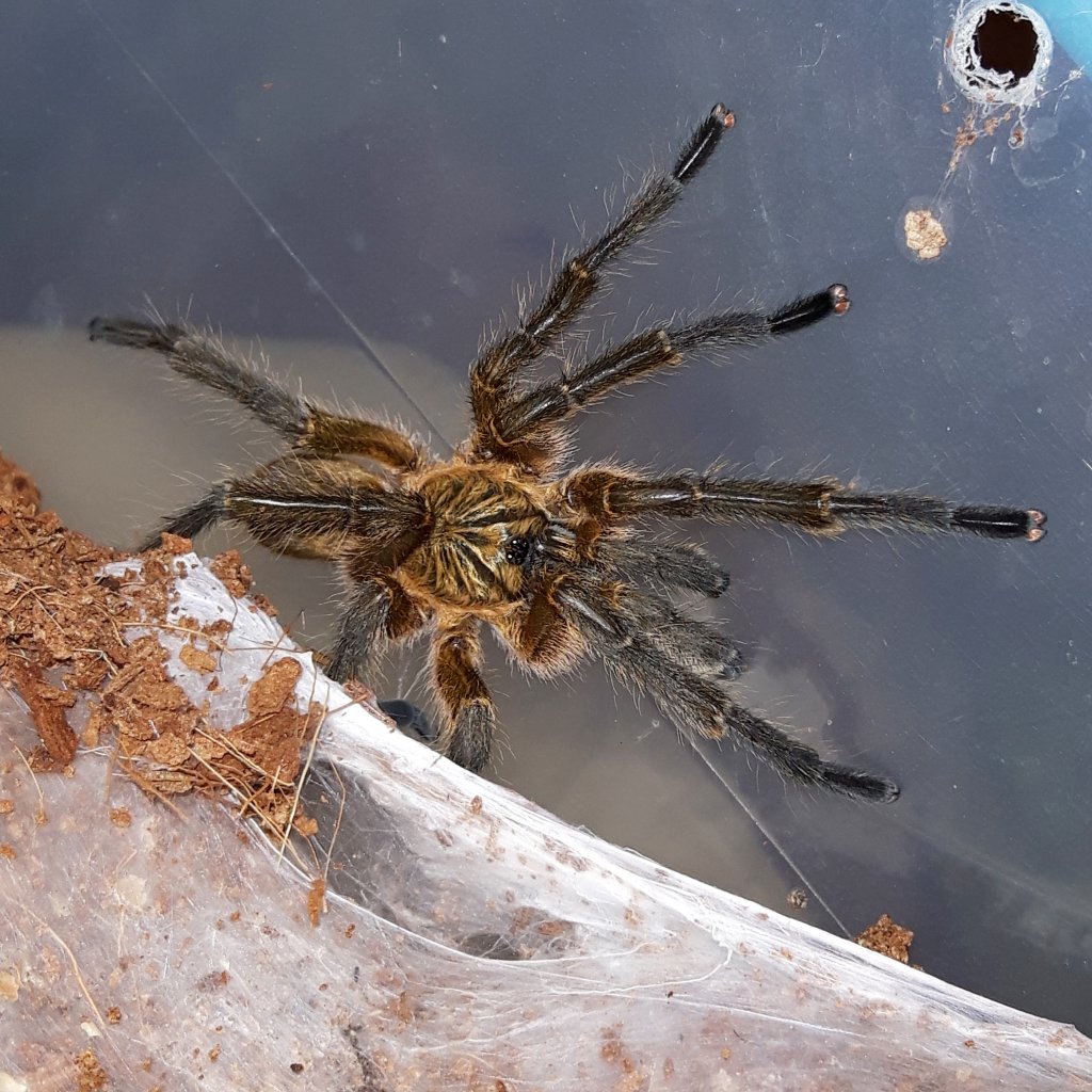 Post molt H.pulchripes