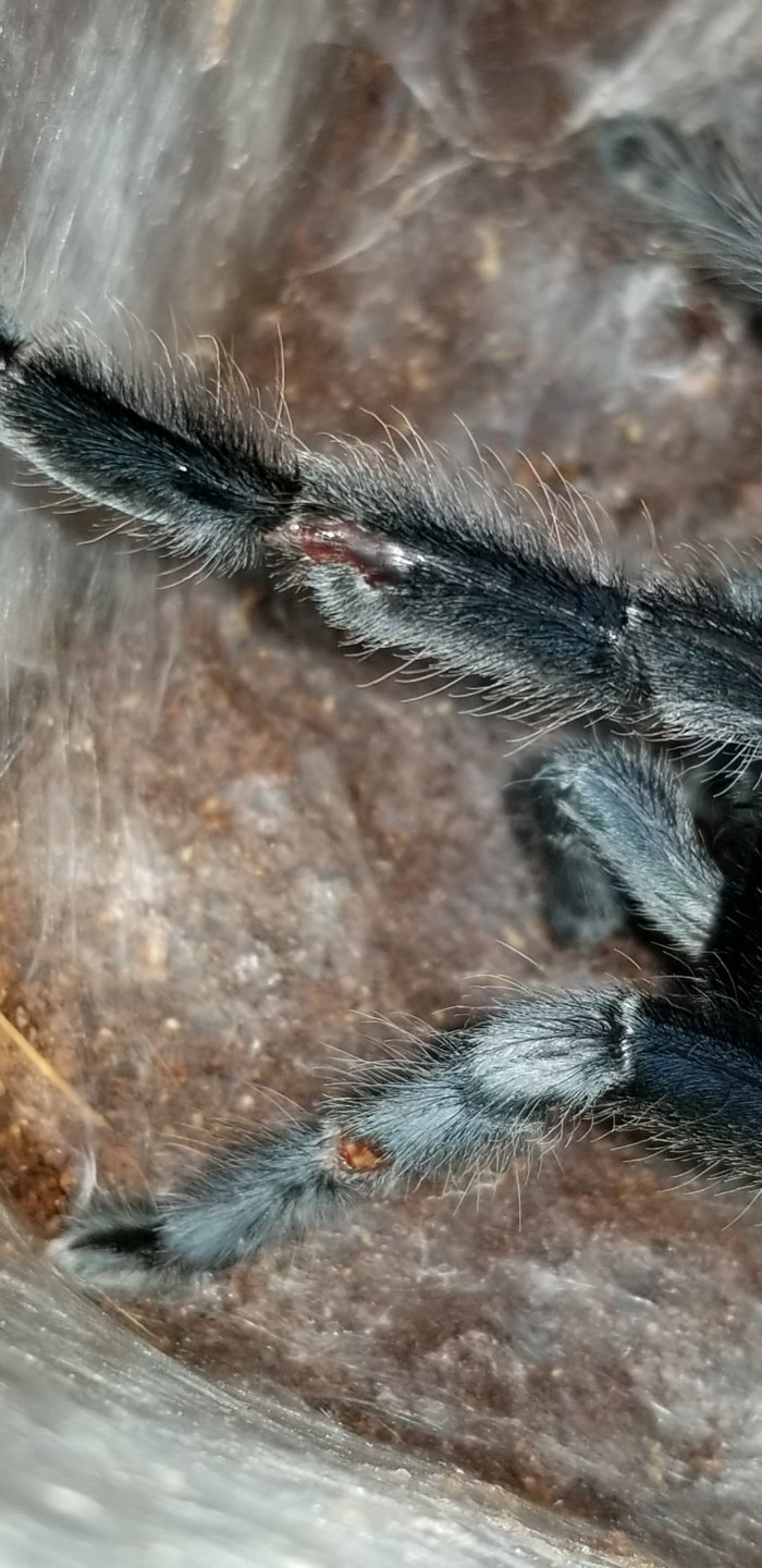 Post molt problem?