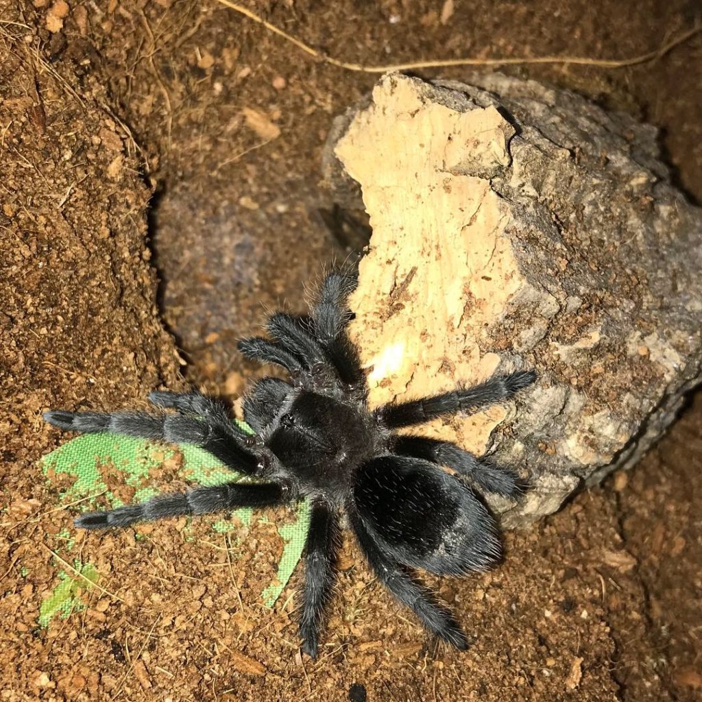 Post-molt pulchra