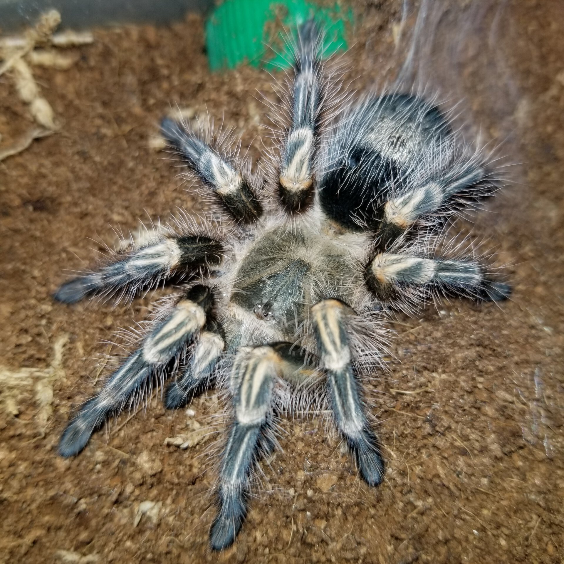 Post-molt Pulchripes