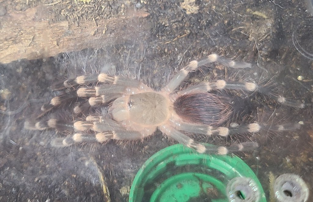 Post-molt stretch!