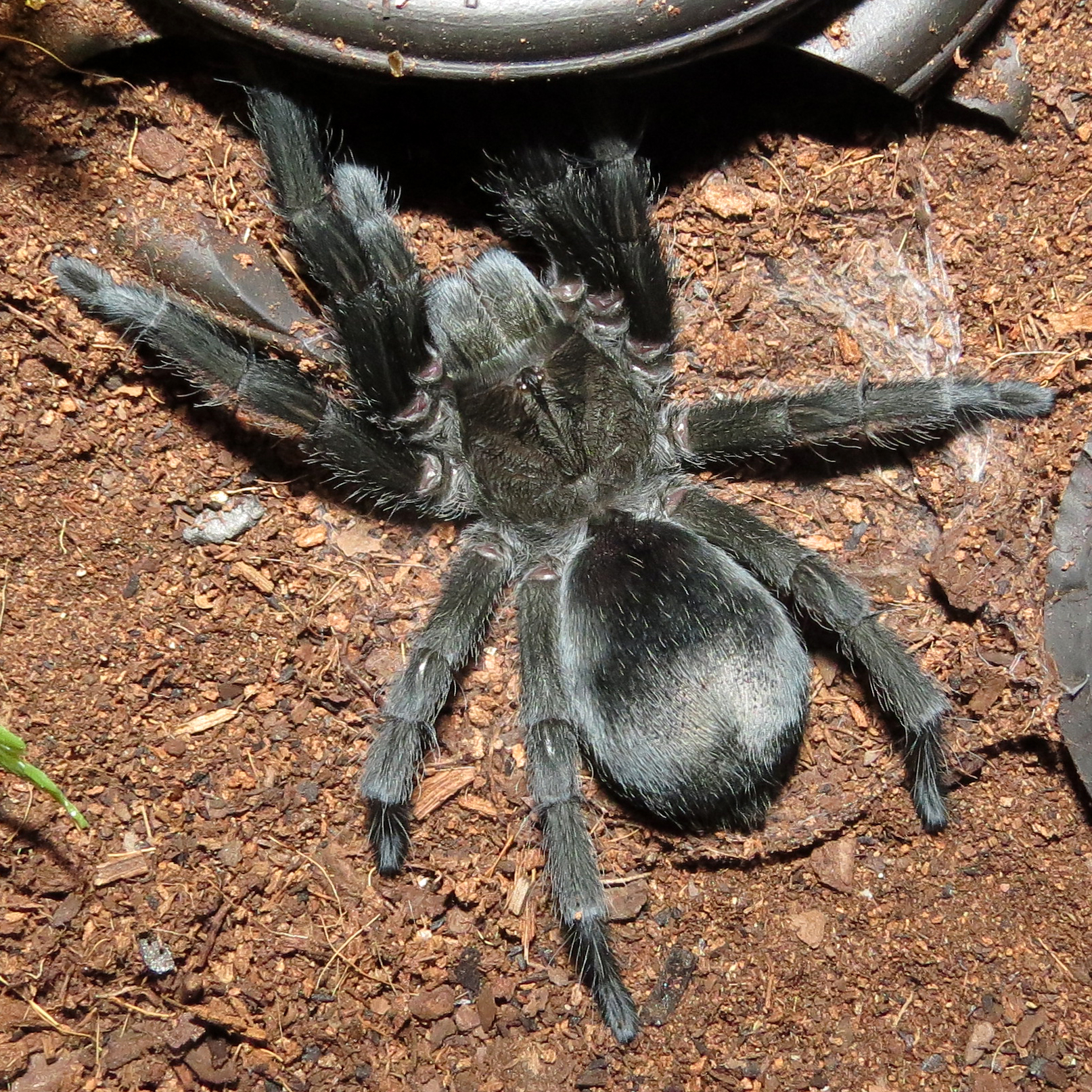 Post-Molt Stretching (♀ Grammostola pulchra 3.5"+)