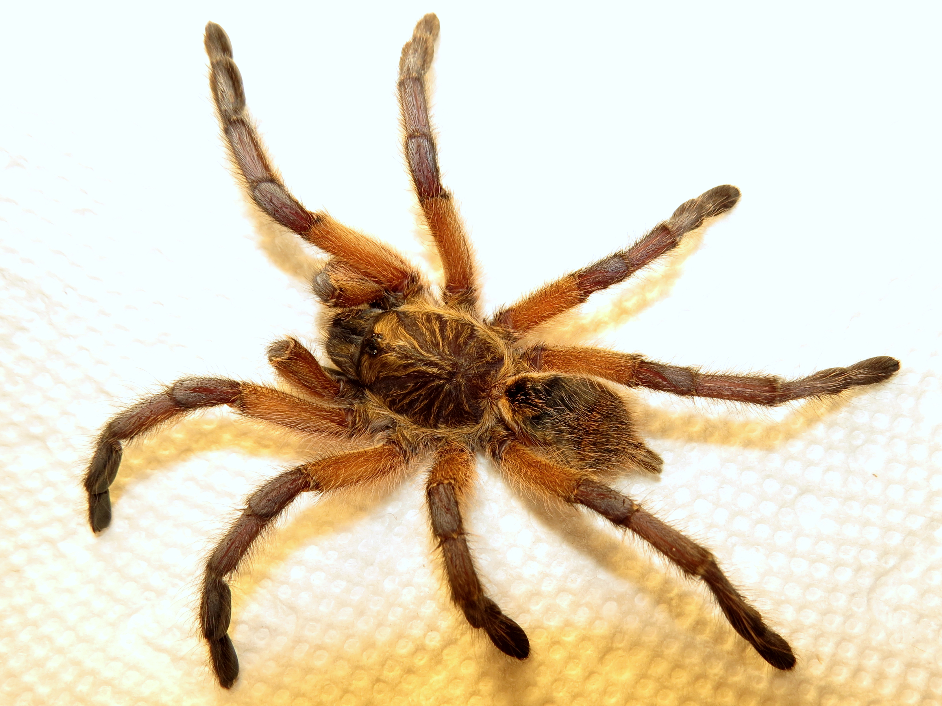 Post-mortem Harpactira pulchripes (♀ 3″) [1/5]