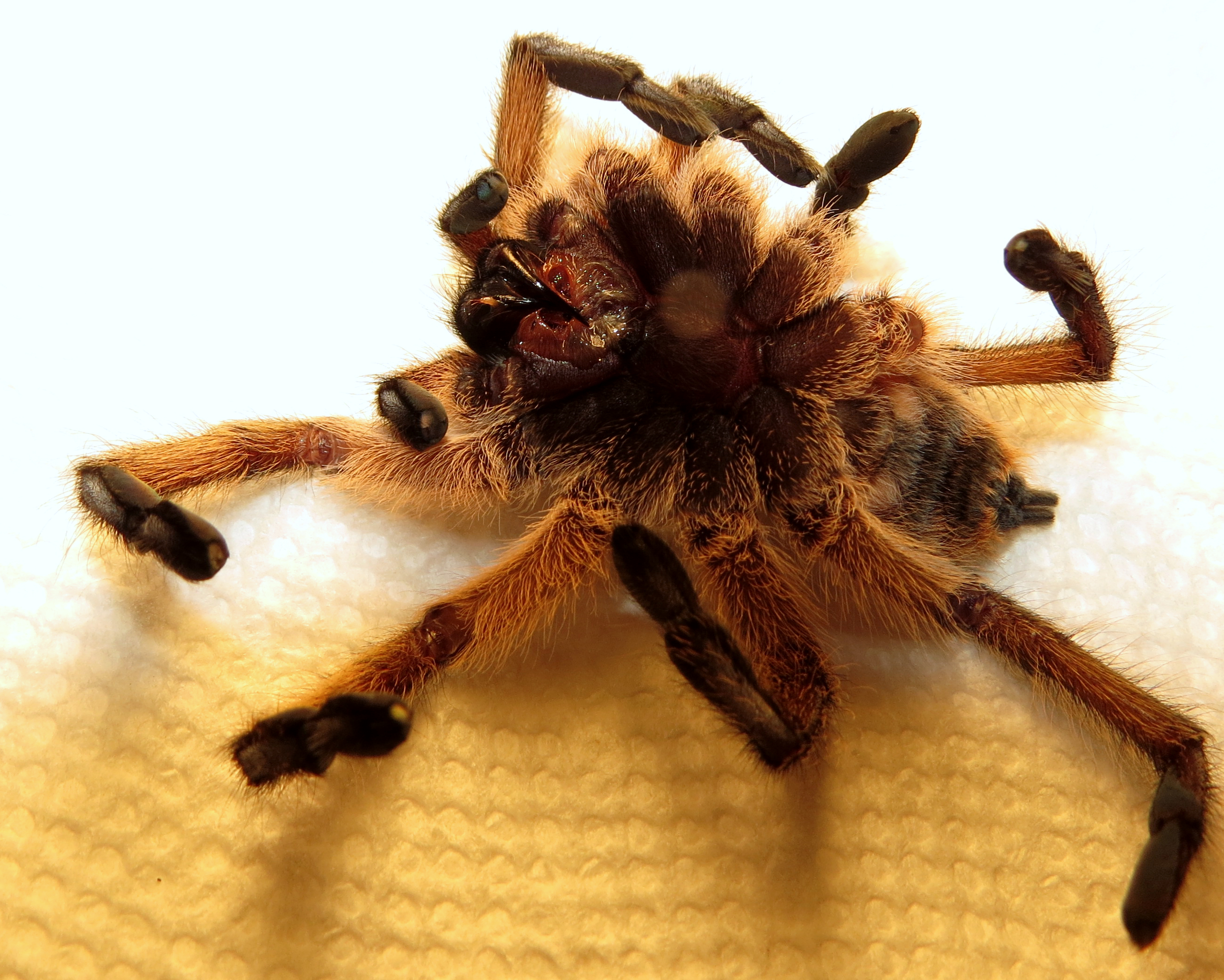 Post-mortem Harpactira pulchripes (♀ 3″) [4/5]