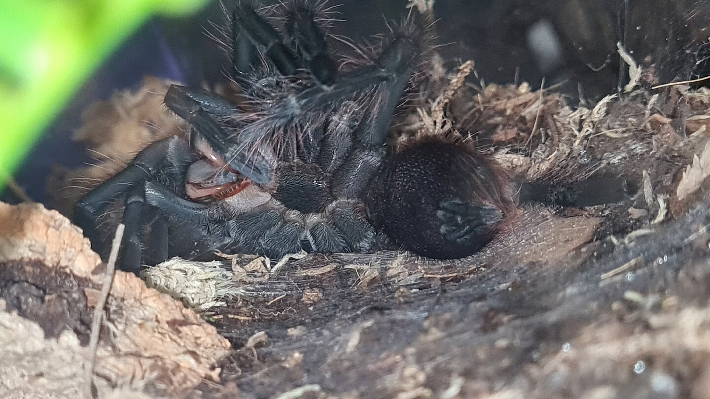 Post moult preening