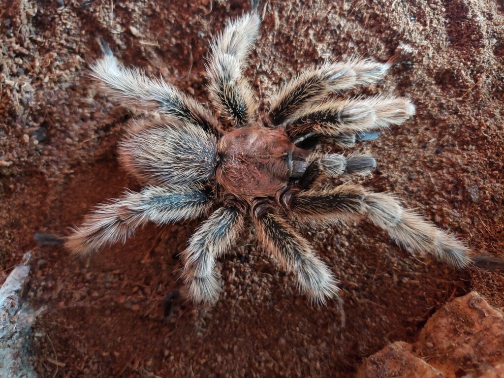 Post Ultimate molt 1 year later!