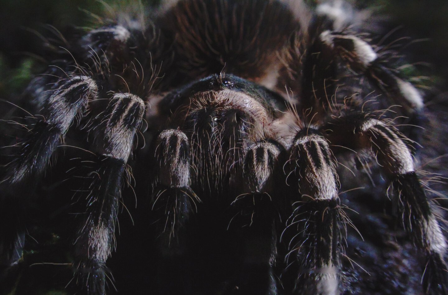 POV: You didn't pay tribute to the geniculata lords, but the geniculata has come for the tribute
