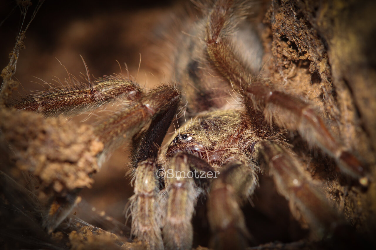 Praxidike the Psalmopoeus cambridgei (0.0.1, 2.75in)