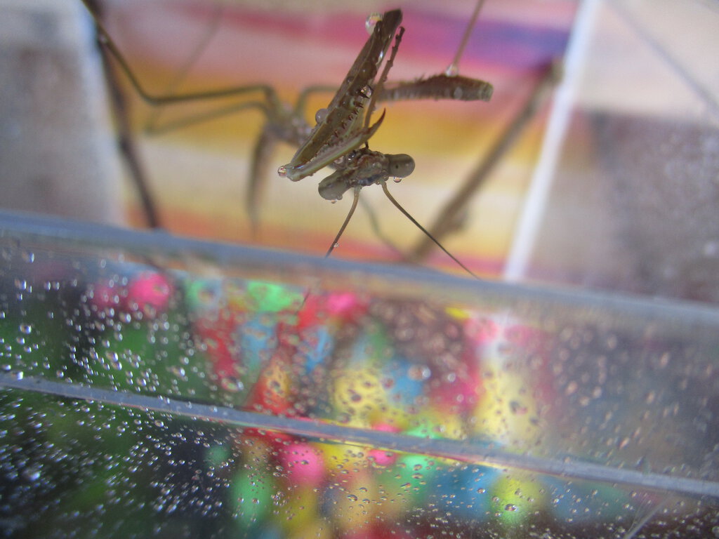 Praying Mantis Drinking