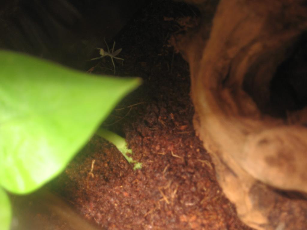 Praying mantis