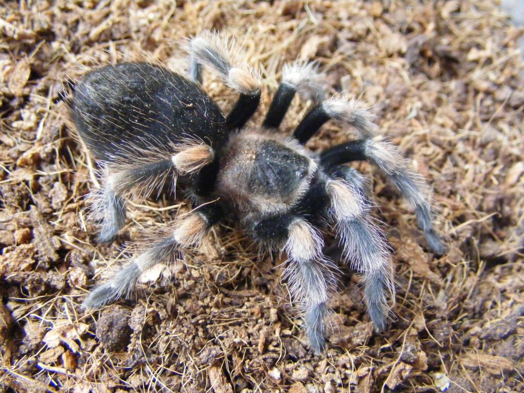 Pre-molt B.smithi juvenile