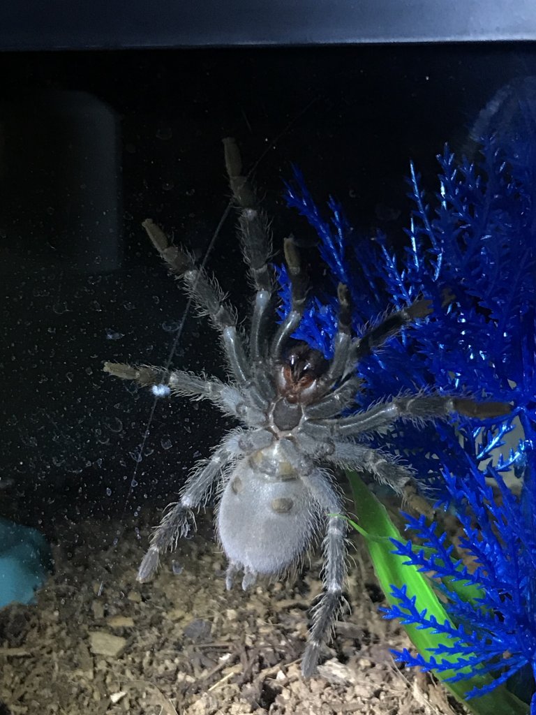 Pre-molt Lasiodora