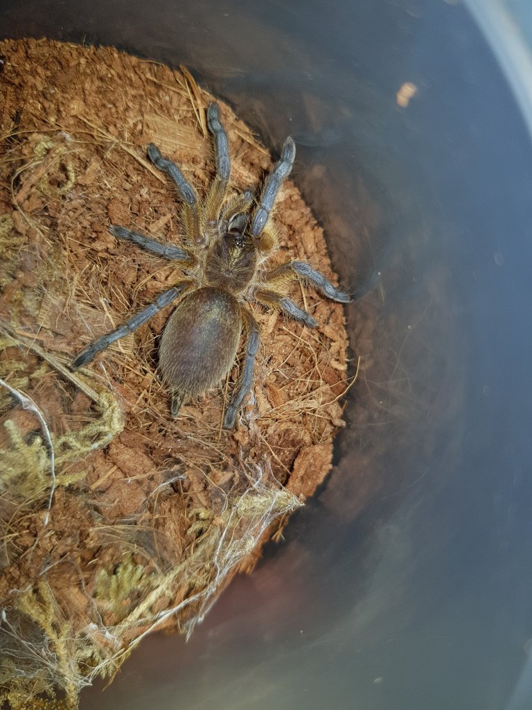 Pre-molt?