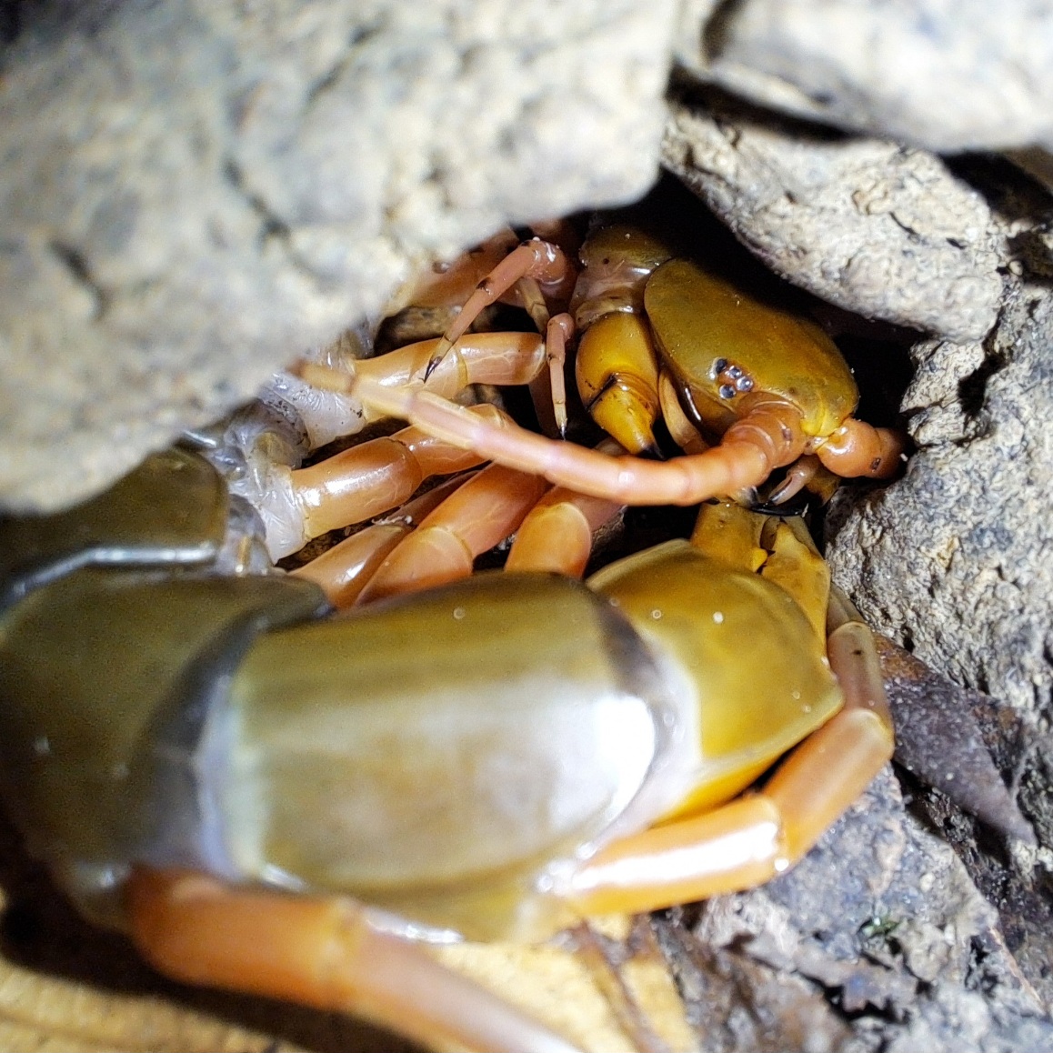Premoult S. dehaani