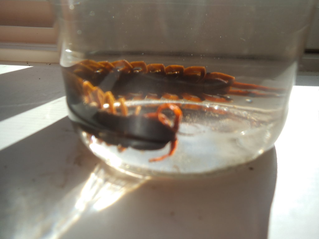 Preserving Scolopendra Subspinipes in 70% rubbing alcohol