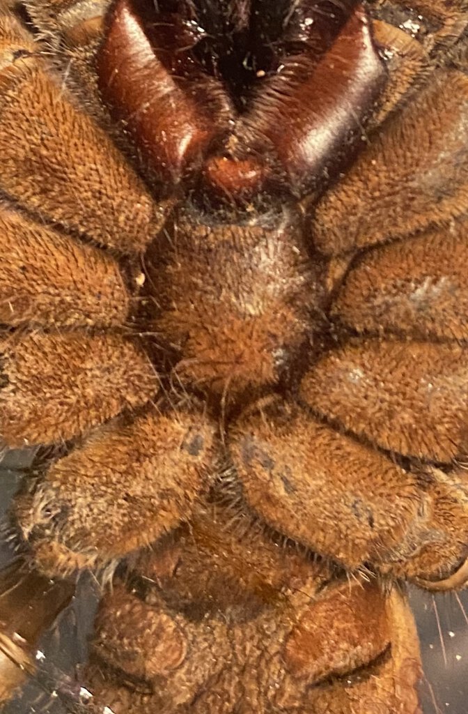 Presumed Female T stirmi