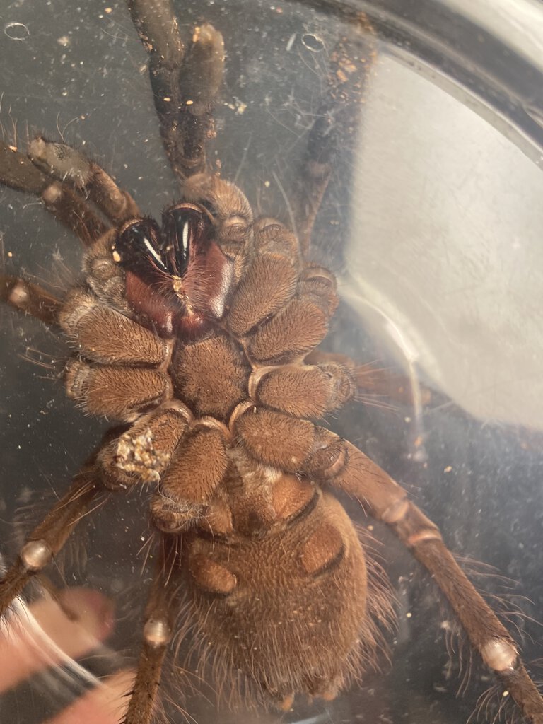 Presumed male T stirmi